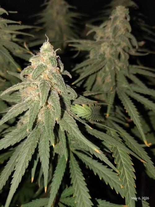 eternity grow cup 2026. Week 16