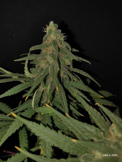 eternity grow cup 2026. Week 16