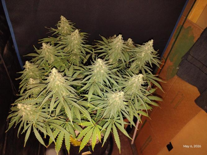 eternity grow cup 2026. Week 16