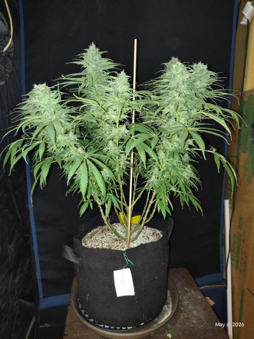 eternity grow cup 2026. Week 16