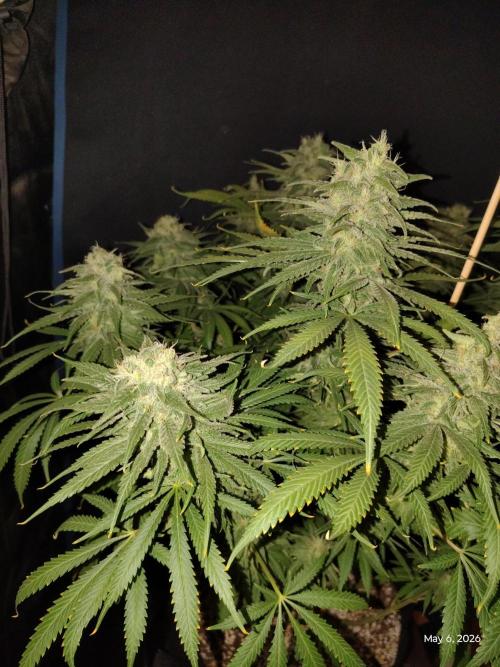 eternity grow cup 2026. Week 16