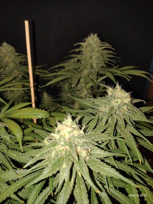 eternity grow cup 2026. Week 16