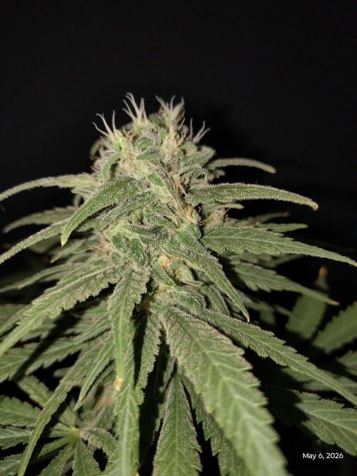 eternity grow cup 2026. Week 16