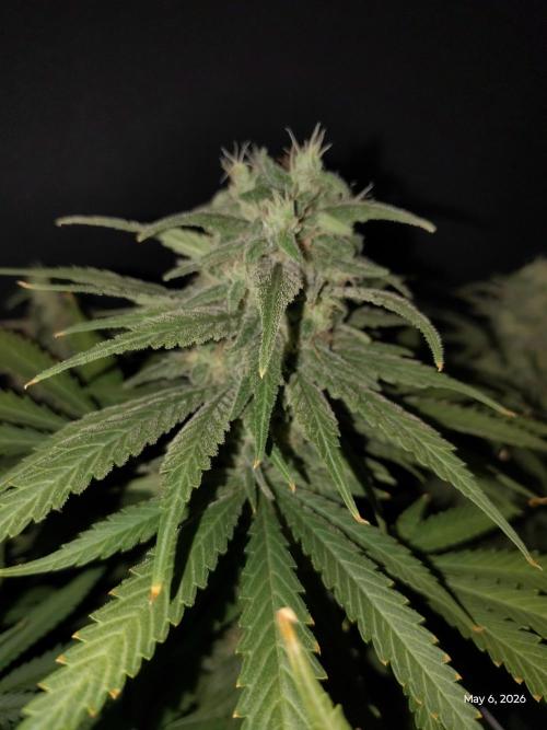 eternity grow cup 2026. Week 16