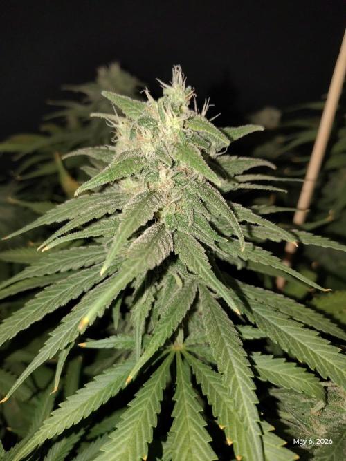 eternity grow cup 2026. Week 16