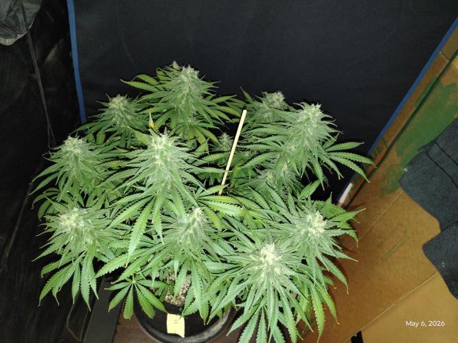 eternity grow cup 2026. Week 16