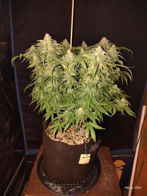 eternity grow cup 2026. Week 16