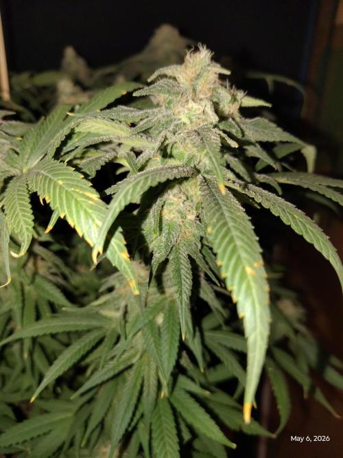eternity grow cup 2026. Week 16