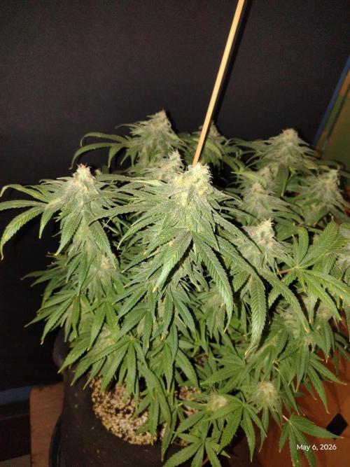 eternity grow cup 2026. Week 16