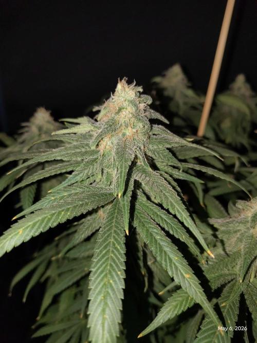 eternity grow cup 2026. Week 16