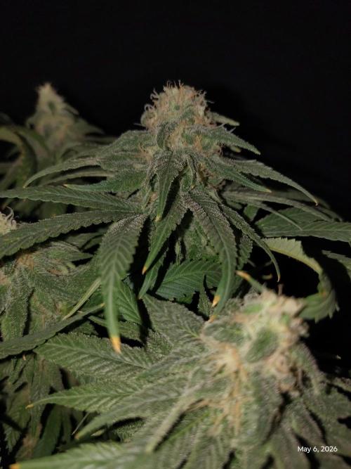 eternity grow cup 2026. Week 16