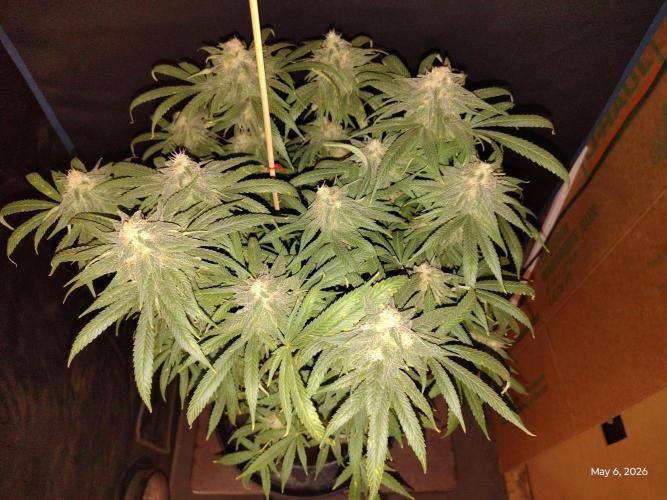 eternity grow cup 2026. Week 16