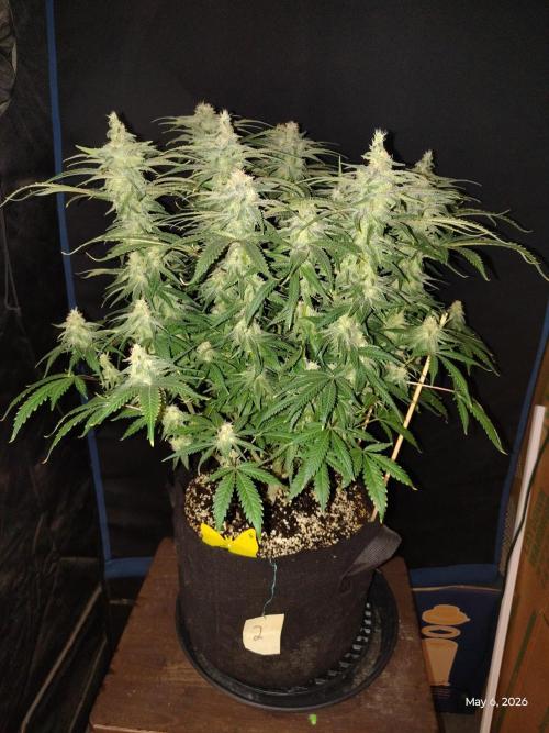 eternity grow cup 2026. Week 16