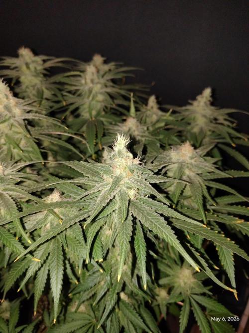 eternity grow cup 2026. Week 16