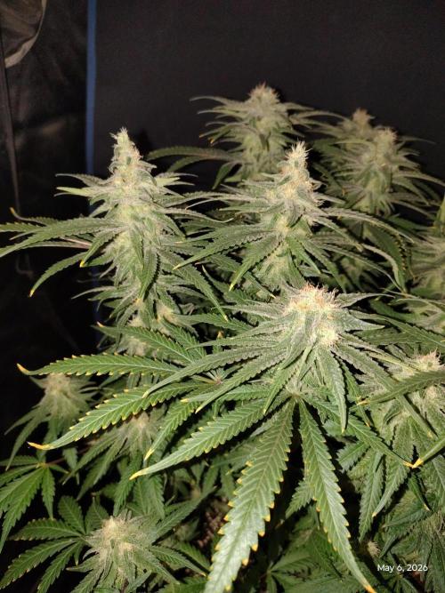 eternity grow cup 2026. Week 16