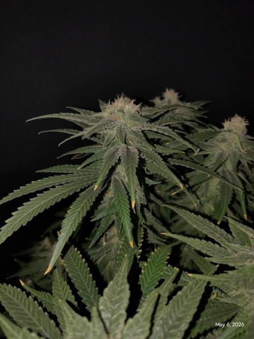 eternity grow cup 2026. Week 16