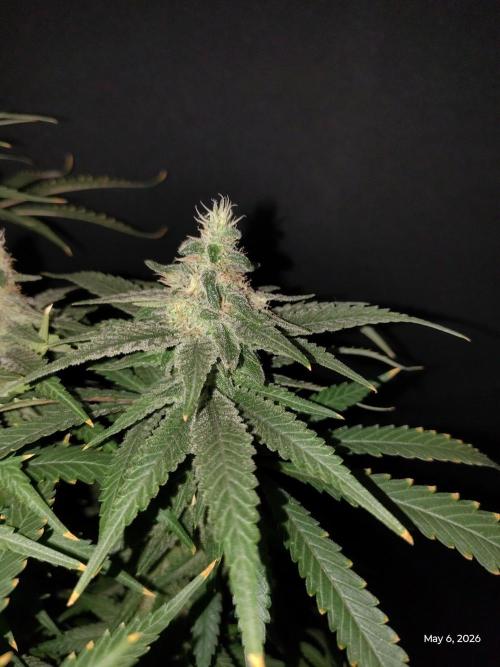 eternity grow cup 2026. Week 16