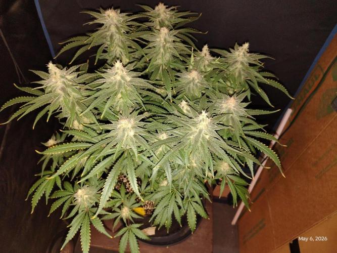 eternity grow cup 2026. Week 16