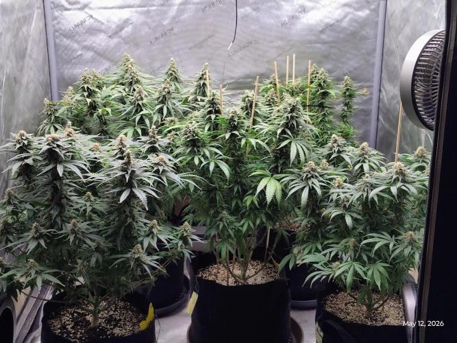 eternity grow cup 2026. Week 17