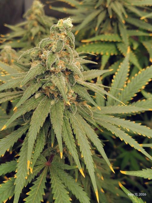 eternity grow cup 2026. Week 17