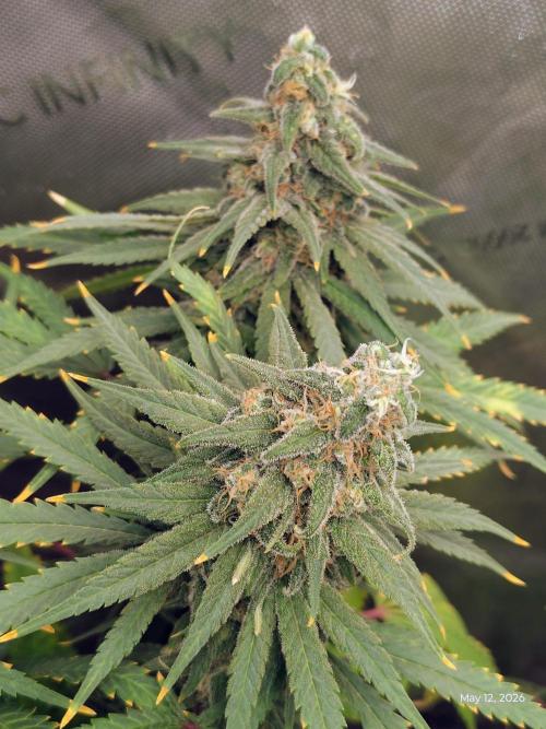 eternity grow cup 2026. Week 17