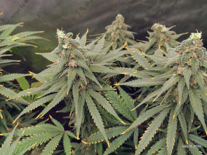 eternity grow cup 2026. Week 17