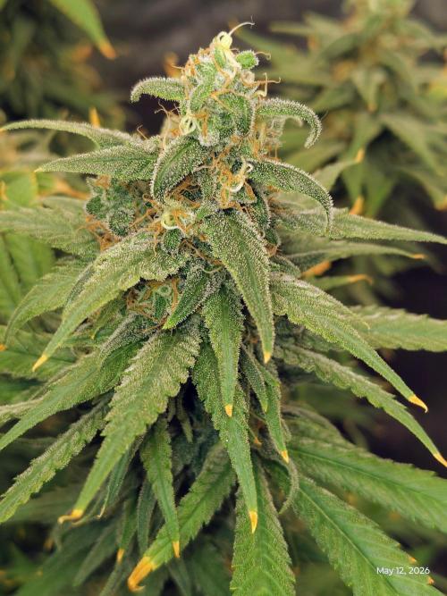 eternity grow cup 2026. Week 17