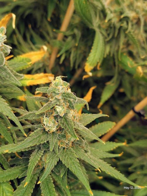 eternity grow cup 2026. Week 17