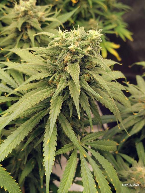 eternity grow cup 2026. Week 17