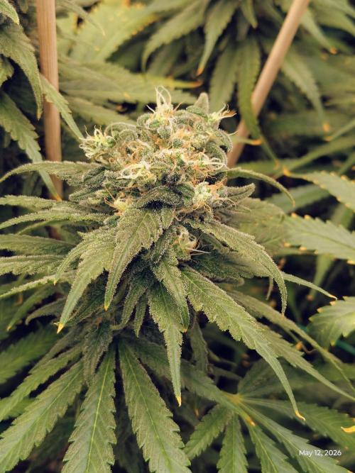 eternity grow cup 2026. Week 17
