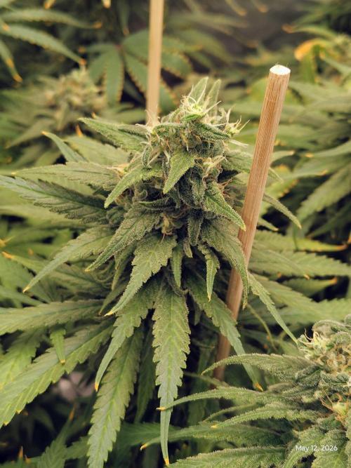 eternity grow cup 2026. Week 17