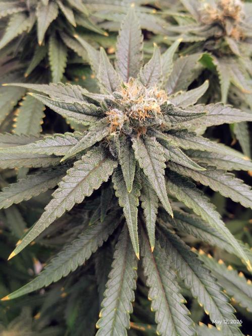 eternity grow cup 2026. Week 17