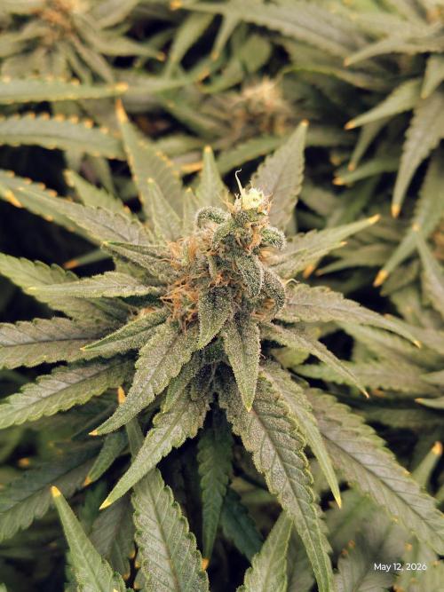 eternity grow cup 2026. Week 17
