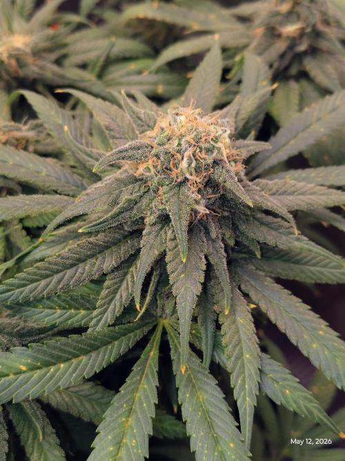 eternity grow cup 2026. Week 17