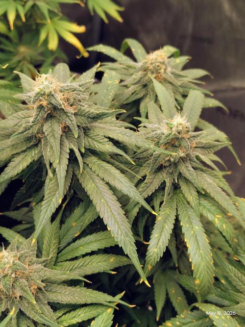 eternity grow cup 2026. Week 17