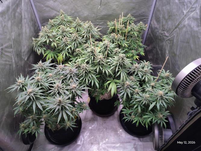 eternity grow cup 2026. Week 17