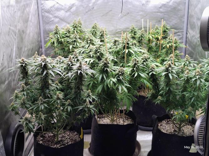 eternity grow cup 2026. Week 18