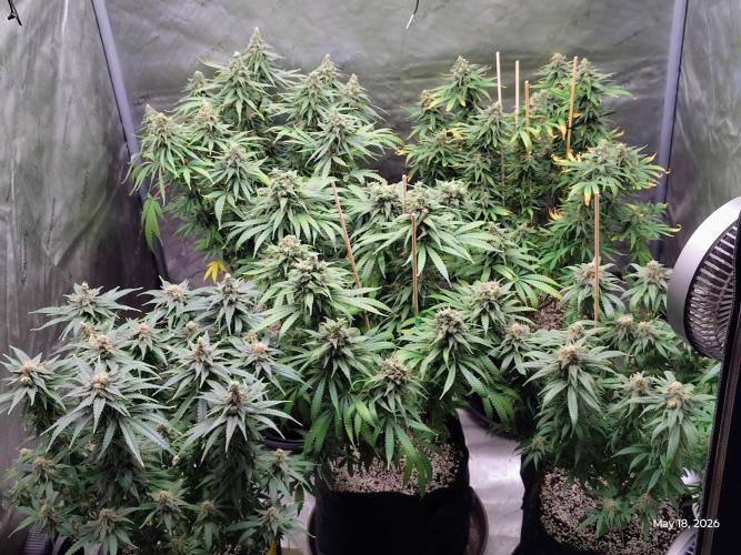 eternity grow cup 2026. Week 18