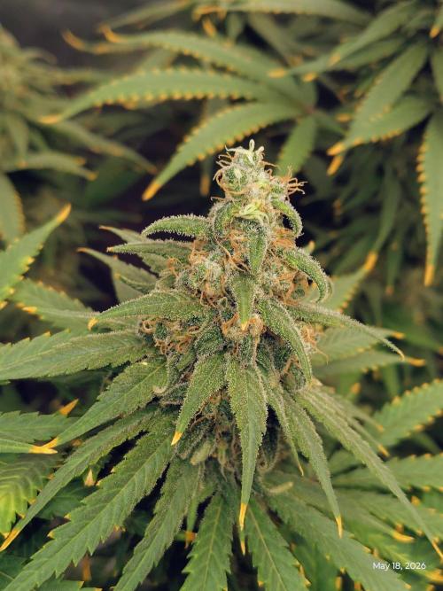 eternity grow cup 2026. Week 18