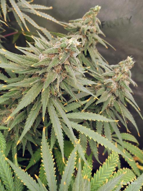 eternity grow cup 2026. Week 18