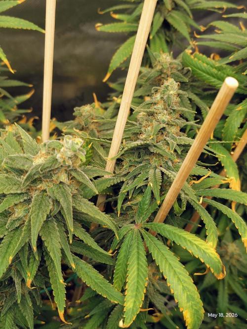 eternity grow cup 2026. Week 18