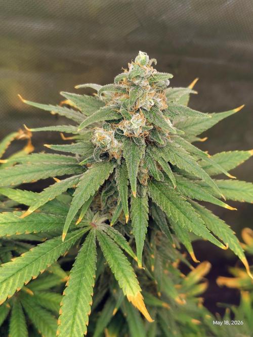 eternity grow cup 2026. Week 18