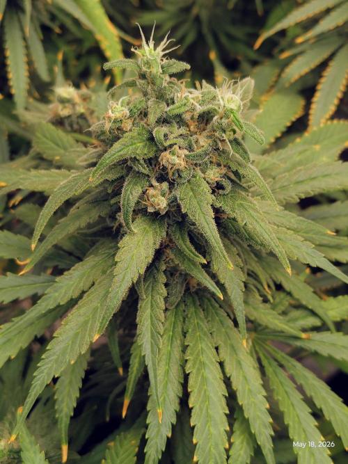 eternity grow cup 2026. Week 18