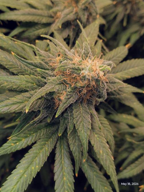 eternity grow cup 2026. Week 18