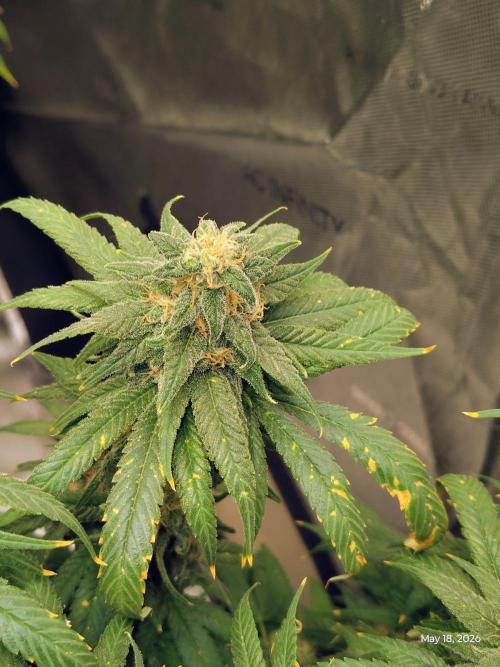 eternity grow cup 2026. Week 18