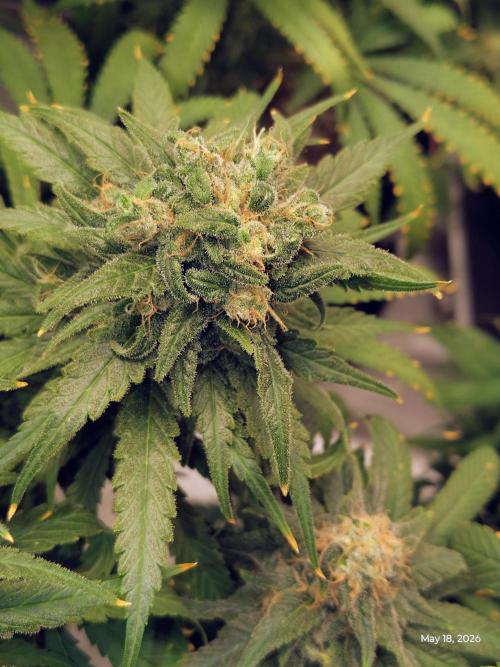 eternity grow cup 2026. Week 18