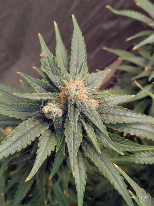 eternity grow cup 2026. Week 18