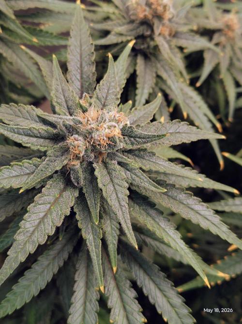 eternity grow cup 2026. Week 18