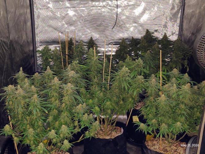 eternity grow cup 2026. Week 19