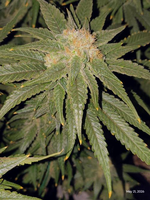 eternity grow cup 2026. Week 19
